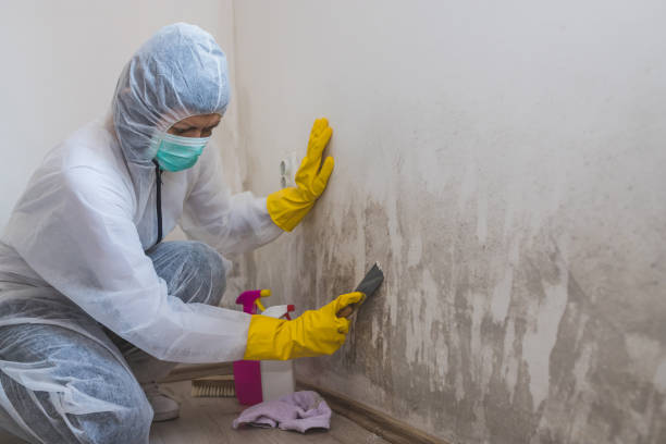 Best Commercial Mold Inspection  in Dysart, IA
