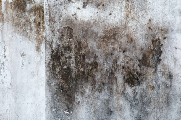 Best Mold Remediation for Healthcare Facilities  in Dysart, IA