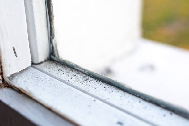 Best Post-Construction Mold Inspection  in Dysart, IA