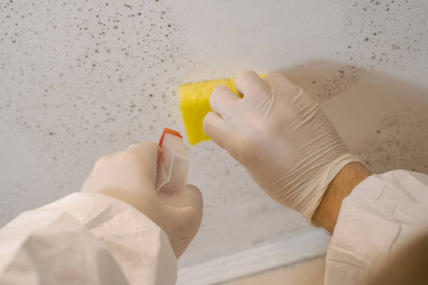 Best Emergency Mold Remediation  in Dysart, IA