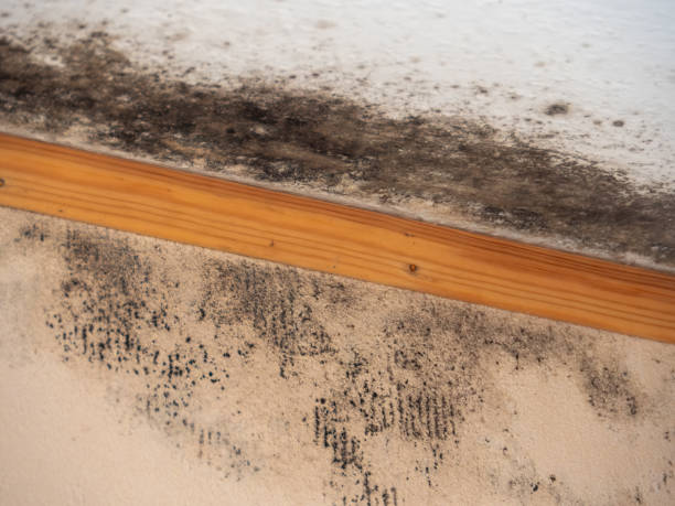 Best Real Estate Mold Inspection  in Dysart, IA