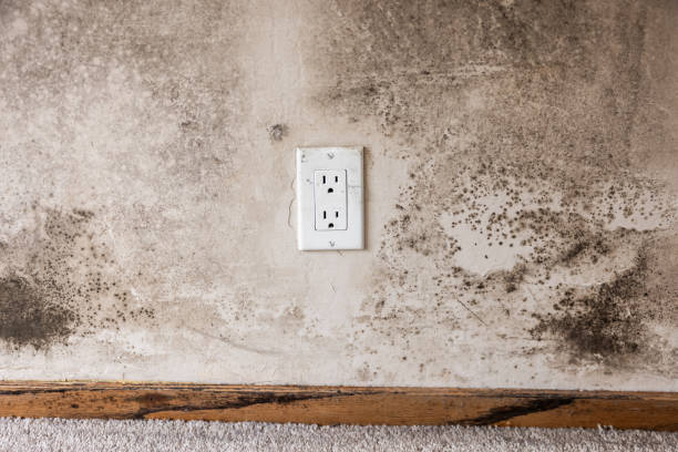 Best Industrial Mold Remediation  in Dysart, IA