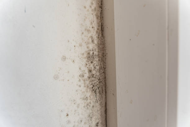 Best Environmental Consulting for Mold Prevention  in Dysart, IA