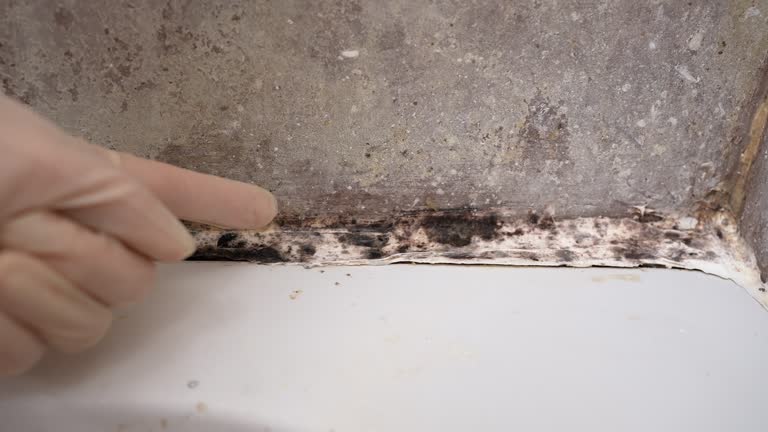 Best Environmental Consulting for Mold Prevention  in Dysart, IA