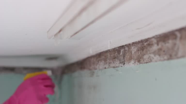 Best Water Damage & Mold Remediation  in Dysart, IA