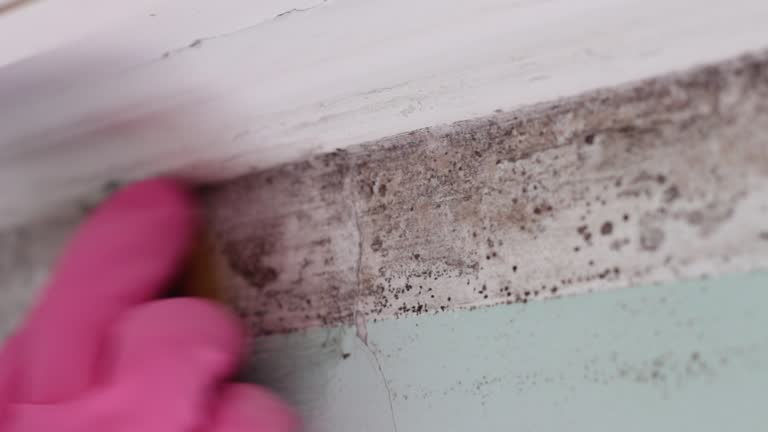 Mold Removal for HVAC Installations in Dysart, IA